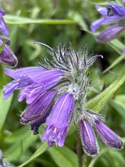 Penstemon whippleanus