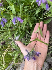 Penstemon whippleanus