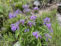 Penstemon whippleanus