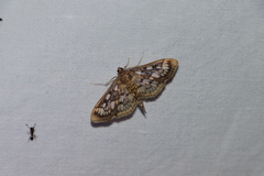 Herpetogramma thestealis