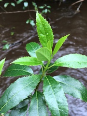 Hedycarya angustifolia