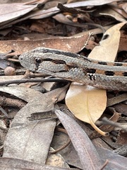 Pygopus lepidopodus