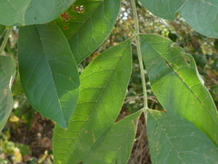 Fraxinus latifolia