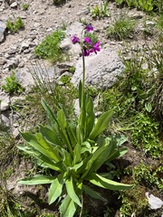 Primula parryi