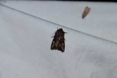 Euplexia benesimilis