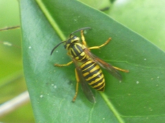 Vespula squamosa