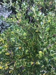 Alyxia buxifolia