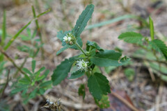 Croton glandulosus septentrionalis