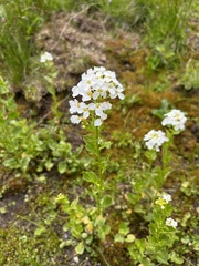 Cardamine cordifolia