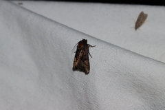 Euplexia benesimilis
