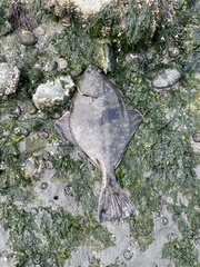 Platichthys stellatus