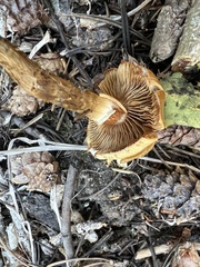 Pholiota terrestris