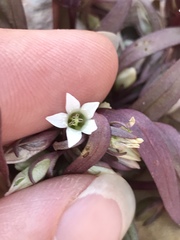 Gentianella tortuosa