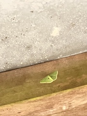 Comostola leucomerata