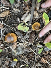 Pholiota terrestris