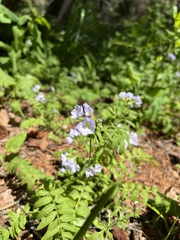 Polemonium pulcherrimum delicatum