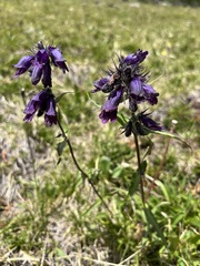 Penstemon whippleanus