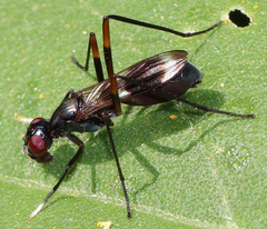 Taeniaptera