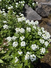 Cardamine cordifolia