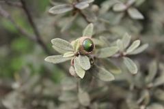 Quercus microphylla
