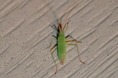 Trigonotylus caelestialium