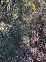 Grevillea sericea