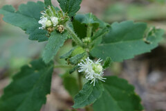 Croton glandulosus septentrionalis