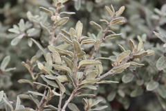 Quercus microphylla