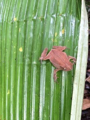 Rhinella alata