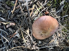 Russula decolorans