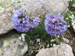 Polemonium confertum