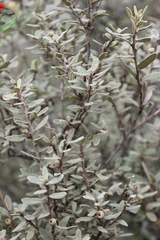 Quercus microphylla