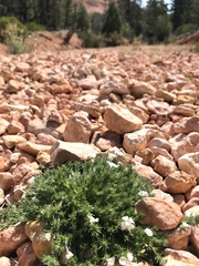 Linanthus caespitosus