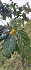 Annonaceae