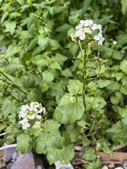 Cardamine cordifolia