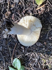 Russula decolorans