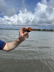 Triplofusus giganteus