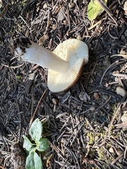 Russula decolorans