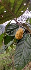 Annonaceae
