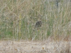 Bartramia longicauda