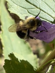 Bombus impatiens