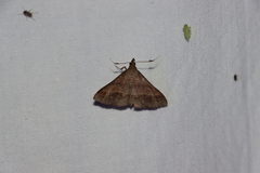 Renia flavipunctalis