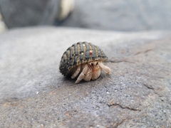 Coenobita