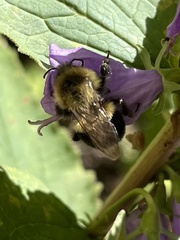 Bombus impatiens
