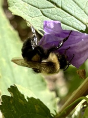 Bombus impatiens