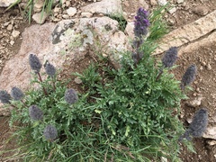 Phacelia sericea