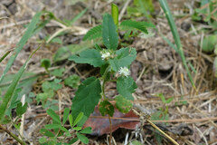 Croton glandulosus septentrionalis