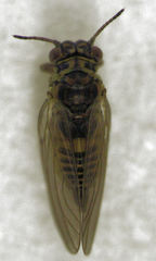 Blastopsylla occidentalis