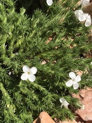 Linanthus caespitosus