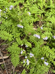 Polemonium pulcherrimum delicatum